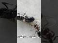 different species of ants.#ants #insects #viralvideo #video