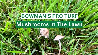 Mushrooms In Your Lawn? Basic Facts You Need To Know!