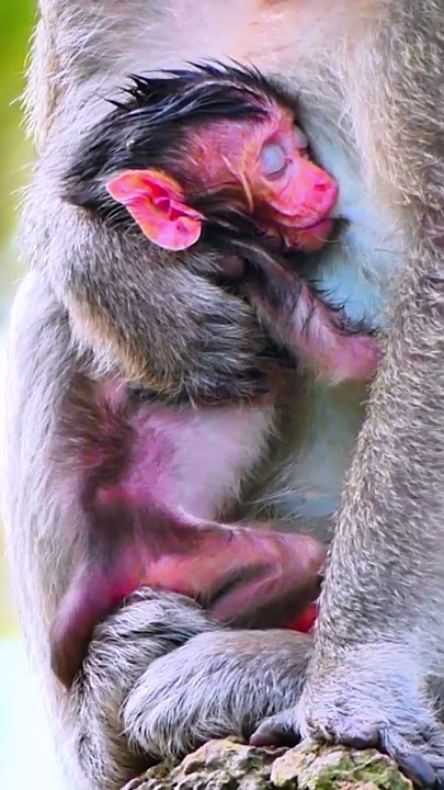 Very good mother monkey provides milk to newborn baby  #cutebabymonkey #shortvideo #newborn