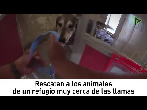 Video: La Policía De Vacaville Rescata A 60 Animales De Un Refugio Antes De Que Azote El Incendio De Nelson