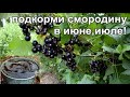 ЯГОДКИ СМОРОДИНЫ БУДУТ НАЛИВАТЬСЯ НА ГЛАЗАХ,ПРОСТО ПОЛЕЙТЕ ОРГАНИКОЙ ПОД КОРЕНЬ КАЖДЫЕ 14 ДНЕЙ.