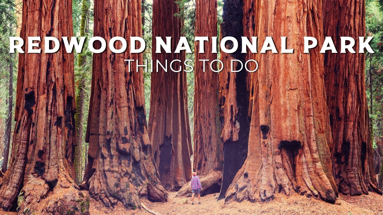 20 Epic Family Activities | Redwood National Park | Family Travel Itineraries