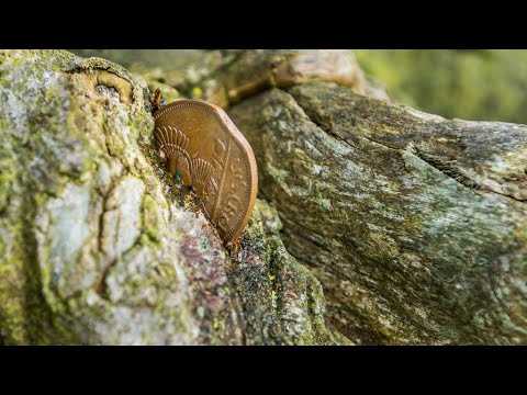 მეუფე ნიკოლოზი - 54. წმ. მაკარი ნეველი და წმ. ფინტანი