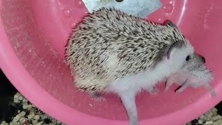 😂Ёжик приучает своего малыша к спорту😜.Hedgehog teache his baby to play sports. #ezhikafro #hedgehog