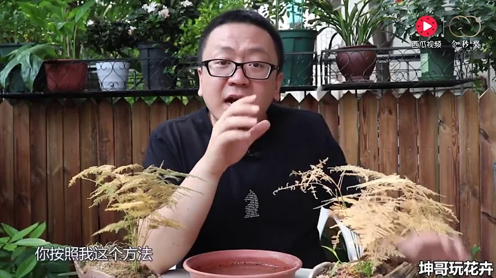 文竹叶子黄透，怎么挽救更稳 【坤哥玩花卉】 - 天天要闻