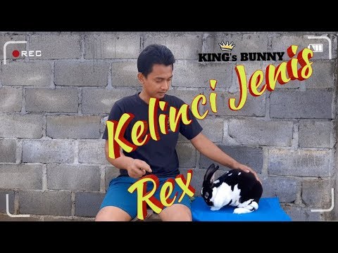 Video: Siapa Kelinci Amerika