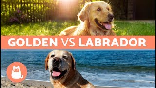 Différence entre le Labrador et le Golden Retriever