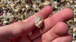 Micro shell hunting in a 100,000 seashell pile during a storm! Jackpot micro shells found!