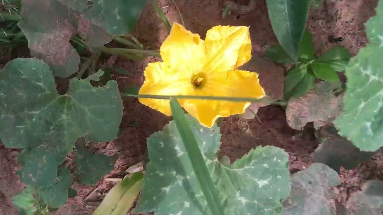 Novos moradores na chácara aumentou  os bichos 