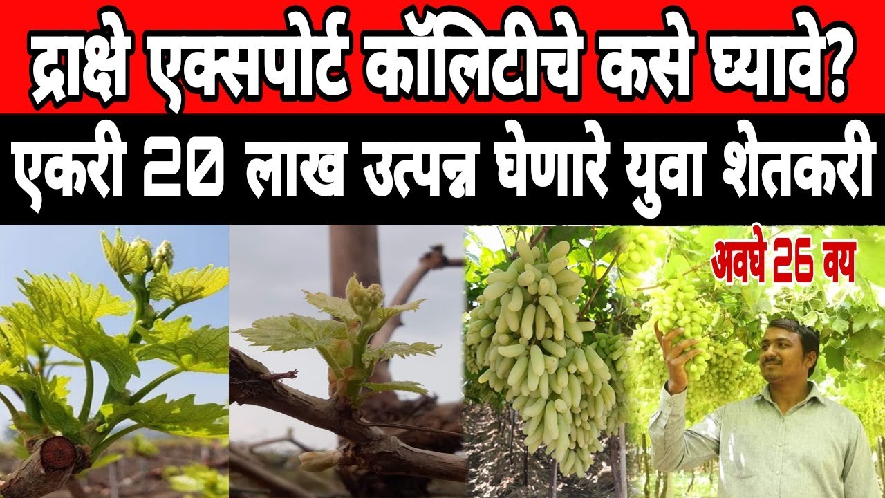 बिळूर: द्राक्ष बागेतील ऑक्टोंबर-नोव्हेंबर मधील नियोजन कसे असावे? वेलीचे ८ ते १५ दिवसापर्यंत कामकाज |