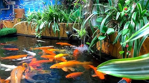 Một Góc Thư Giãn Trong Sân Vườn Với Hồ Cá Koi Tự Tạo