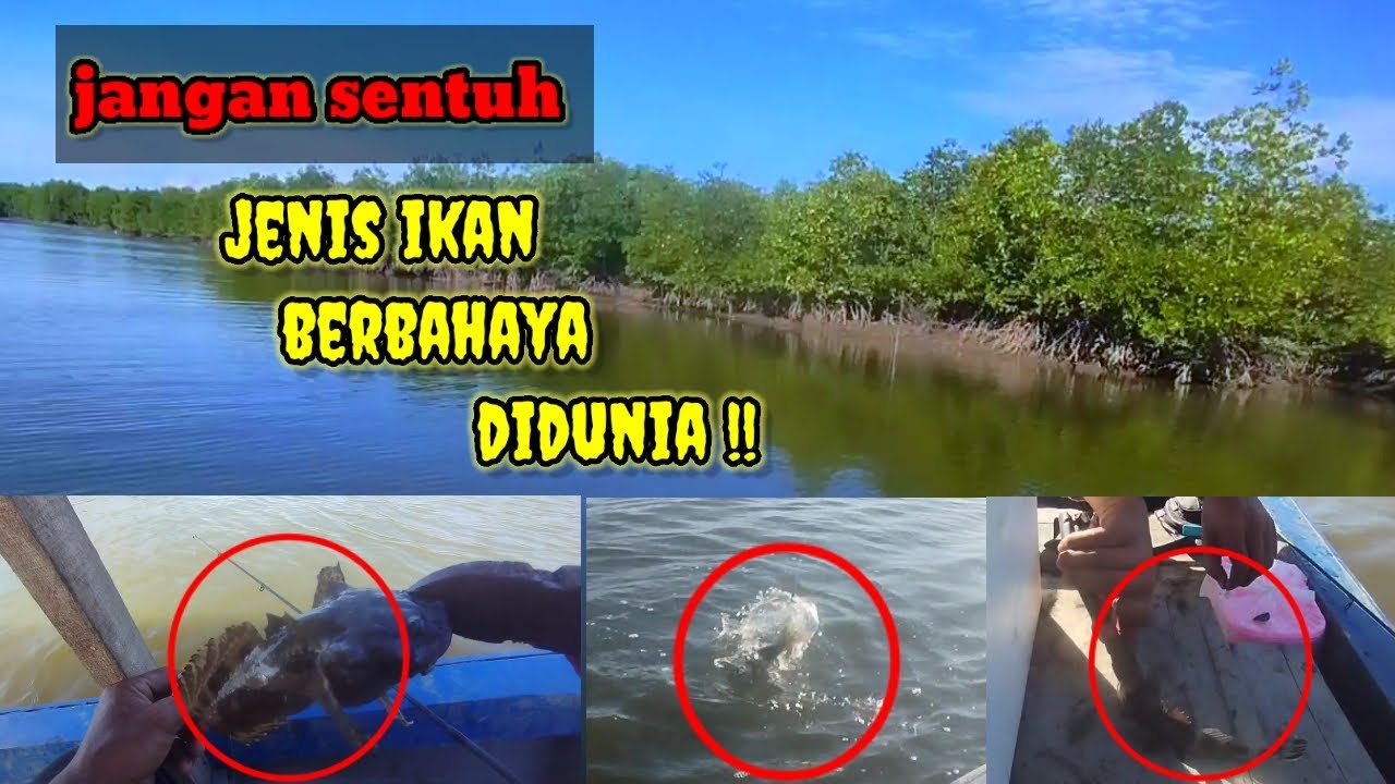 AWAS IKAN BERACUN || JENIS IKAN INI SANGAT BERBAHAYA BAGI PEMANCING# ...