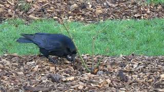 Corneille / Crow - Another good hiding place (pistachio)