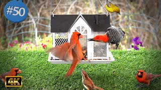 12 hours of CatTV 🕊️Backyard Bird Feeder 😻 Video for Big Screens | Nature | Birds Chirping | Calming