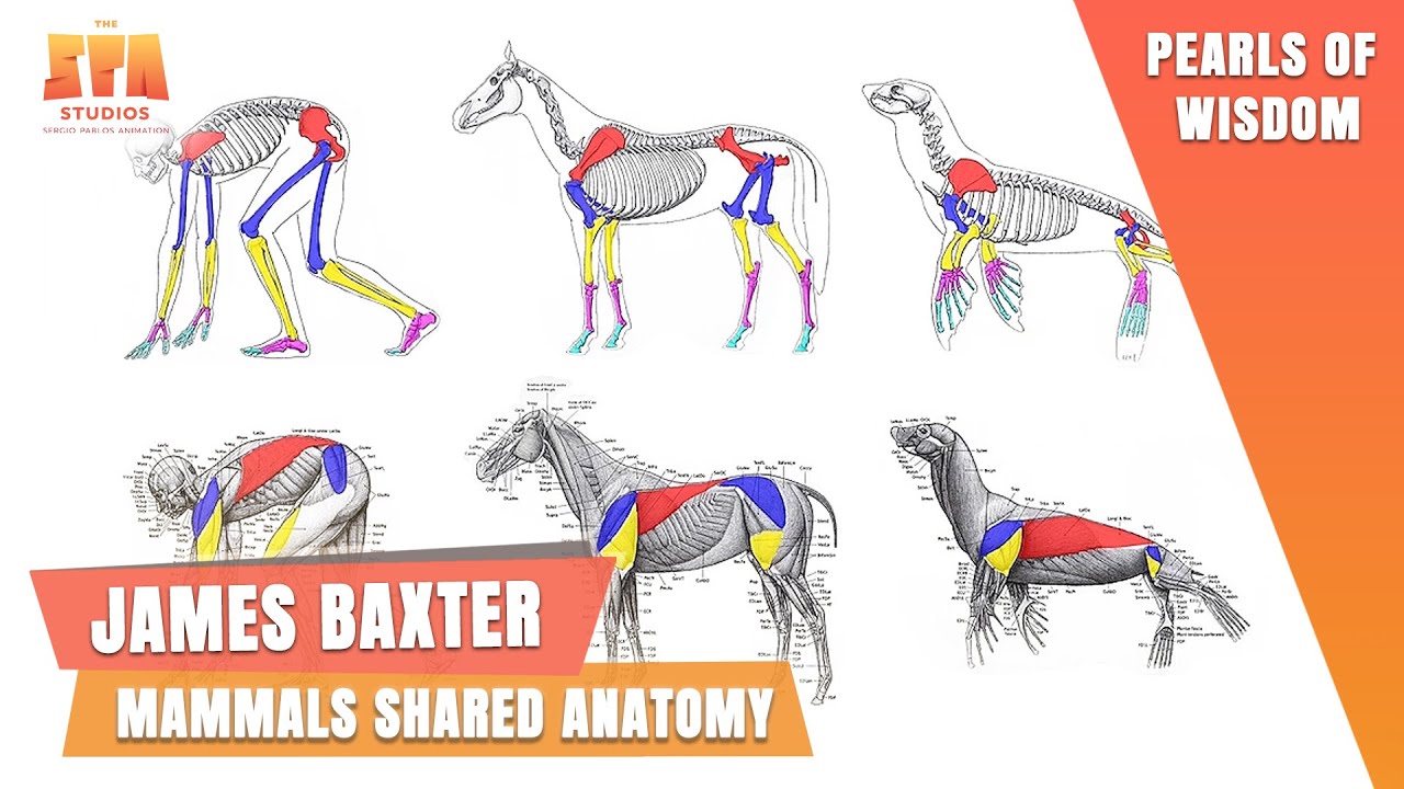 James Baxter on Mammals shared Anatomy