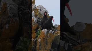 Black Oystercatcher Pair (January 15th, 2023) #shorts