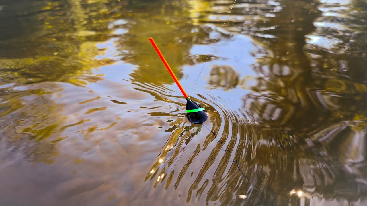 Pecanje Na PLOVAK u Septembru - Da li se AKTIVIRALA RIBA?