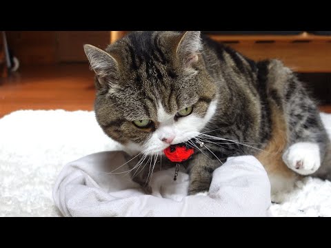 ハンドマッサージはNGなねこ。-Maru refuses a hand massage.-