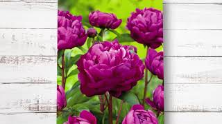 The Garden Gurus - Peony Collection