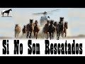 10 000 Caballos Serán Sacrificados (Brumbys Australianos)🐴-Del Cerro Soy