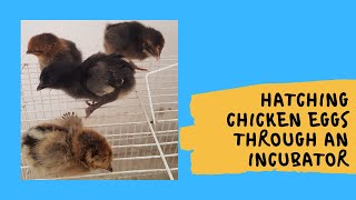 Hatching chicken eggs through an incubator