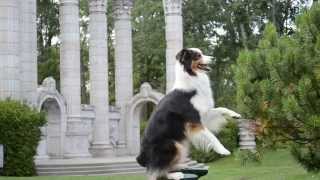 Amazing dog tricks  Cohen the Australian Shepherd