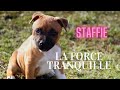 Le staffie la force tranquille qui a du chien 