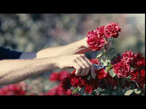 Gasser Gartenbau Video