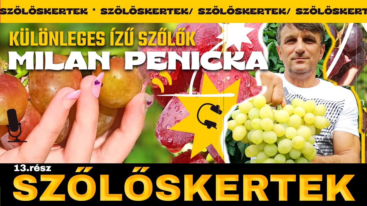 🍇 SZŐLŐSKERTEK - 13.rész  - MILAN PENICKA bemutatja - Európa legjobb, és legújabb fajtái 1.rész