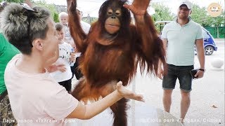 видео: Дана - звезда Тайгана на прогулке. Орангутан. Dana is the star of Taigan on a walk. Orangutan Taigan картинка: Дана - звезда Тайгана на прогулке. Орангутан. Dana is the star of Taigan on a walk. Orangutan Taigan