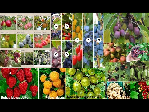 Vidéo: Garden Etiquette Guidelines – Comment profiter des jardins botaniques