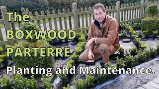 How to plant a formal boxwood parterre.