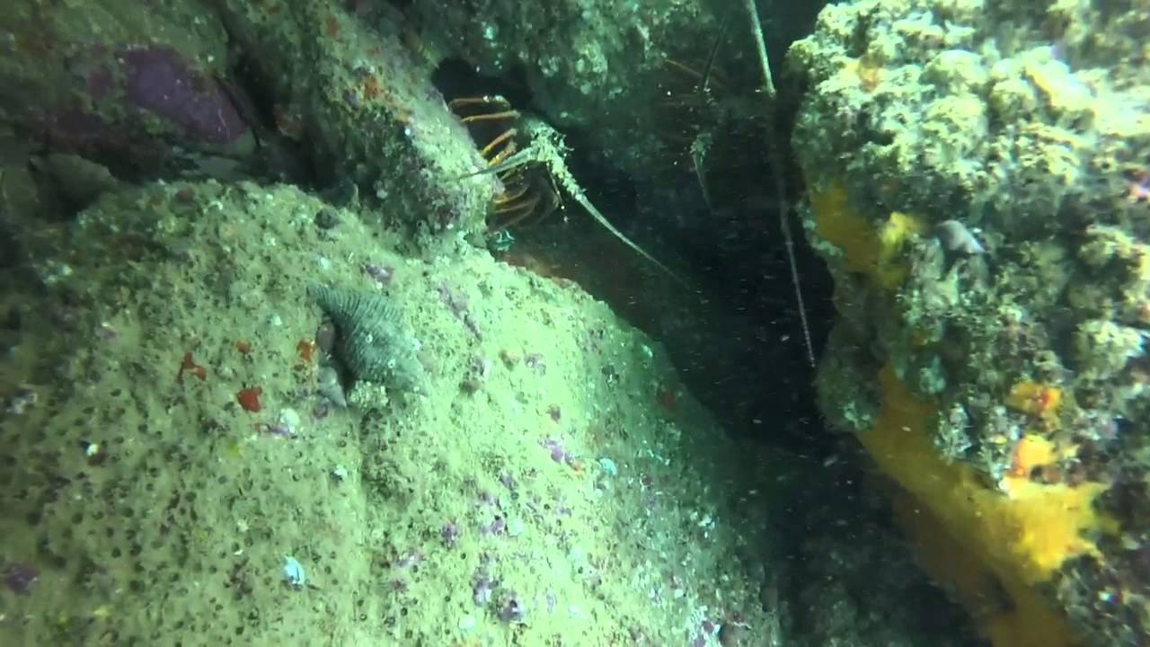 Diving for Kina and Crays 2015 GoPro YouTube