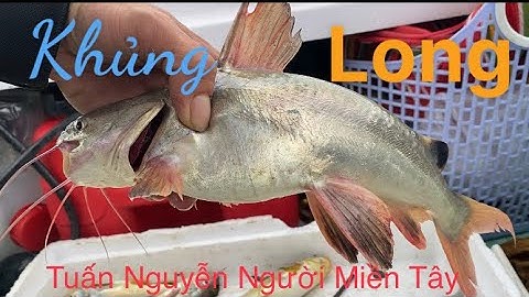 Đi câu đầu con nước 3 anh em trúng bầy cá út, ngát, đù , tráp ở cửa biển rừng sát cần giờ..