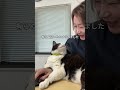 会社猫ふくの日常😸私の机に乗って腕固めしながら理不尽に怒るって暴君そのものだ！#株式会社日章 #会社猫 #トラック