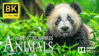 8K Unique Live Animals🐾Admire the national treasures of the Asian animal world  | Cinematic Sound
