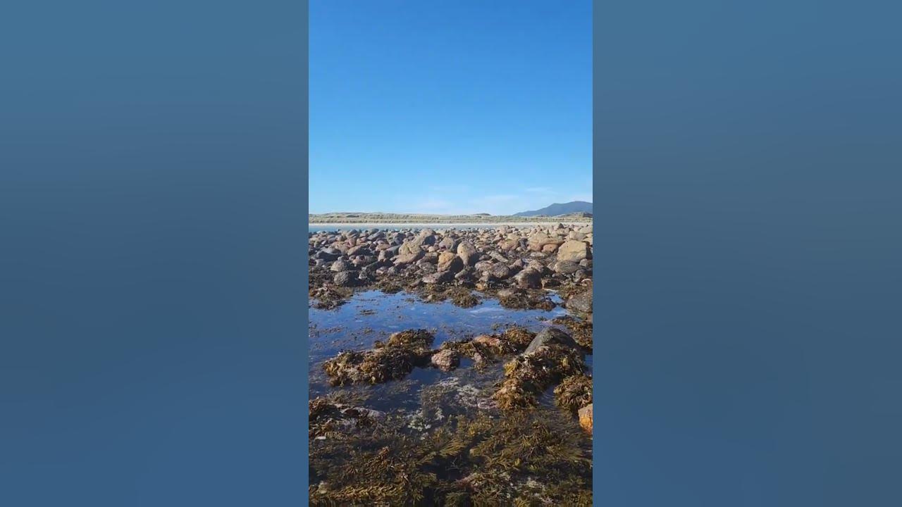 how-many-places-in-nz-can-you-get-paua-abalone-in-ankle-deep-water