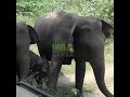 Wild Elephant Herd Surrounds Safari Jeep 🐘