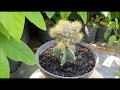 Amazing Grafting Cactus Plants Technique