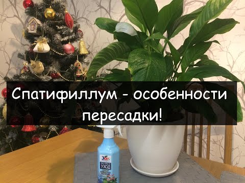 Секреты пересадки СПАТИФИЛЛУМА (Женское счастье). Какой грунт выбрать?