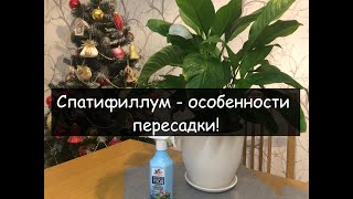 Секреты пересадки СПАТИФИЛЛУМА (Женское счастье). Какой грунт выбрать?