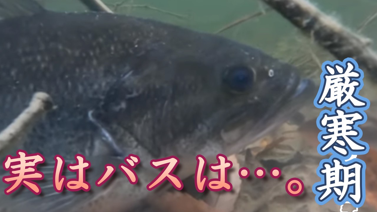【2月冬バス釣り】最低水温期に必ずハマる面白いデカバスの釣り方