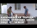 Карачаевская порода собак отличает свою овцу от чужой