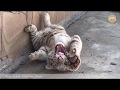 Тигрята любят общаться. Тайган. Cubs love to talk. Taigan