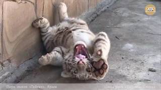 Тигрята любят общаться. Тайган. Cubs love to talk. Taigan Тигрята любят общаться. Тайган. Cubs love to talk. Taigan