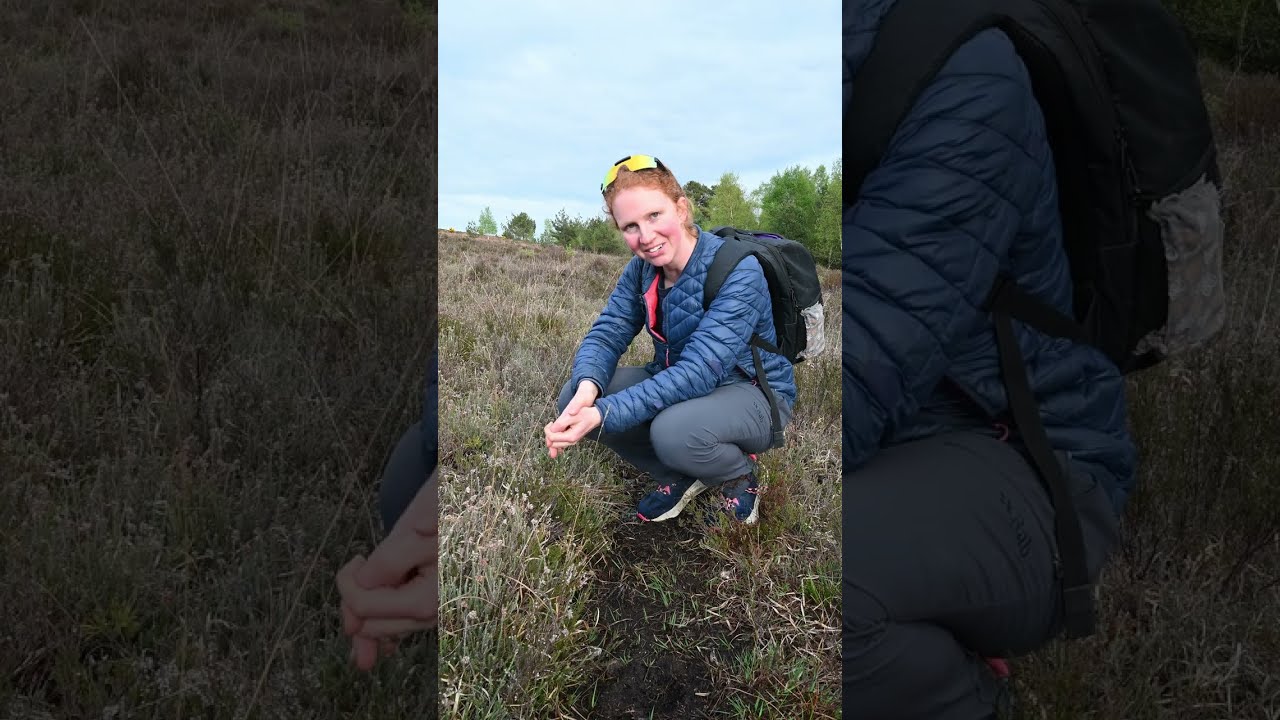 Encountering lichens