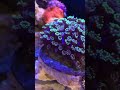 《Nano Tank》喜歡穩定的綠單胞 Goniopora stokesi 飼養心得