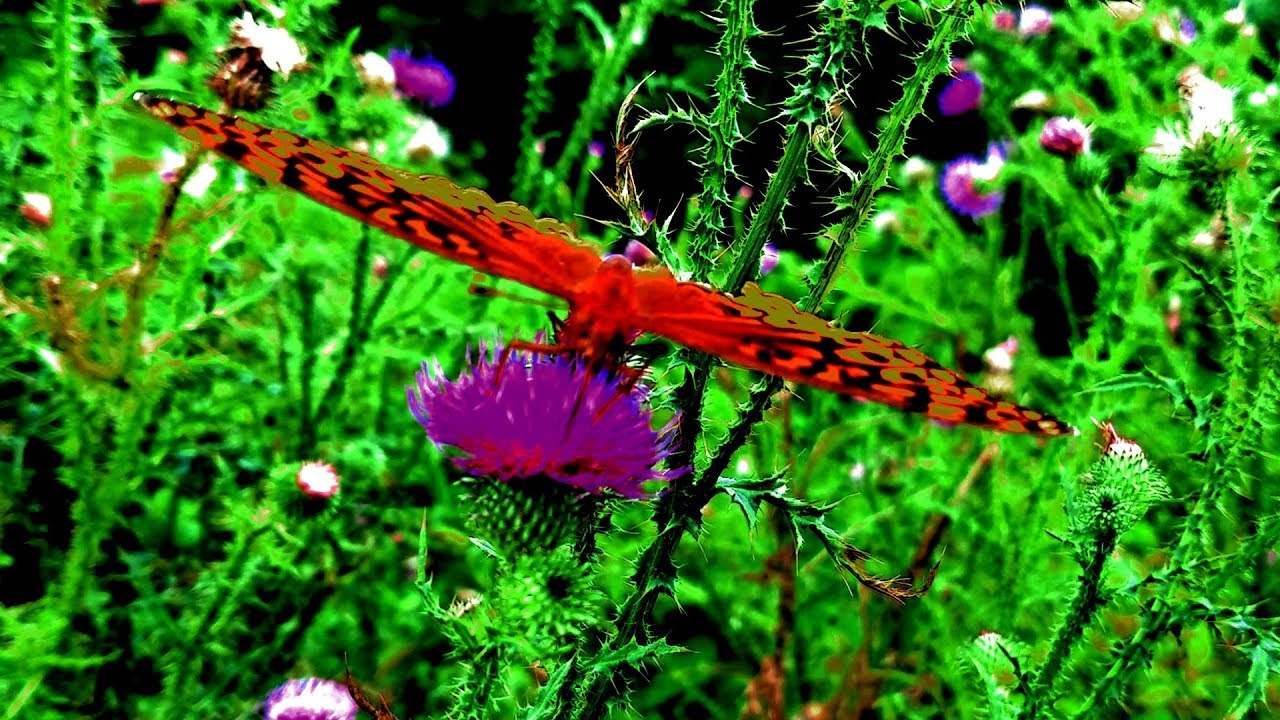 Pollinators by Matt Venuti
