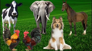 Wild Animal Sounds In Nature: Elephant, Rooster, Cow, Horse, Dog, Hen, Duck,... | Animal Moments