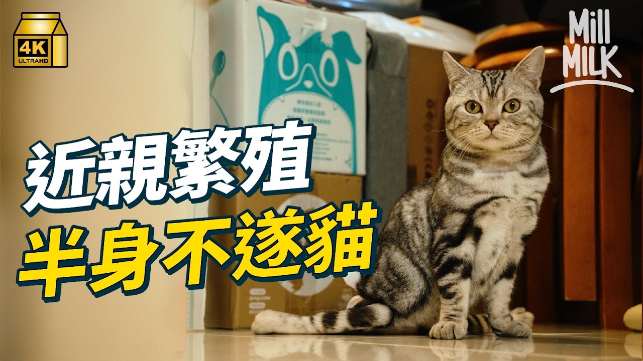 #MM｜社工轉兼職照顧繁殖場棄貓 收入減半 美國短毛貓近親繁殖導致半身不遂 每日3次人手排大小便 香港動物繁殖條例不監管貓、兔、爬蟲動物｜#700萬種生活 #4K